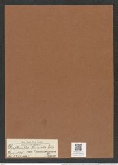 Denticella tumida var. ? peruviana Grun. (de-Toni-Nr.: Genus 125, Species 3531) Zeichnungen Sammlung Grunow Mappe 03711 (Herbarium_W_Grunow_drawings_Folder_03711)